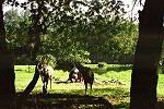 Le parc de Bamburi
