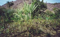 L'oasis de Timia