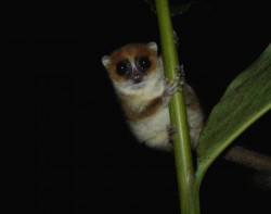 Les microcèbes de Madagascar