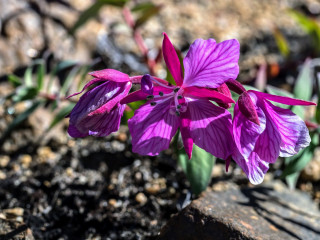 Flore du Groenland