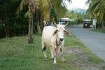 La faune de Martinique