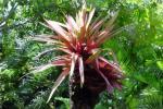 La nature martiniquaise