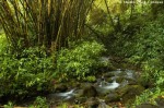 La forêt tropicale hawaiienne