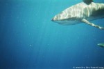 L'observation des requins