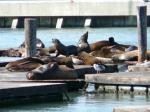 Les otaries du quai 39