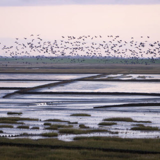 La mer des Wadden