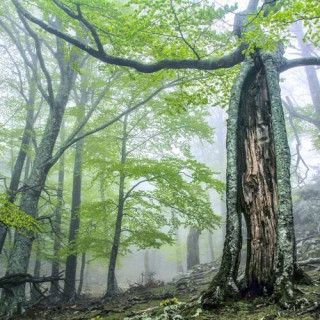 Forêts primaires de hêtres des Carpates et forêts anciennes de hêtres d&rsquo;Allemagne
