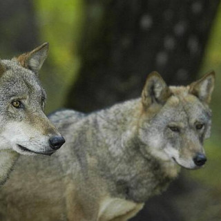 Fôret Belovezhskaya Pushcha / Bialowieza