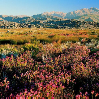 La Région florale du Cap