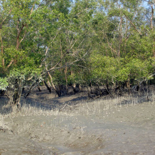 Les Sundarbans