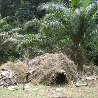 Réserve de faune du Dja