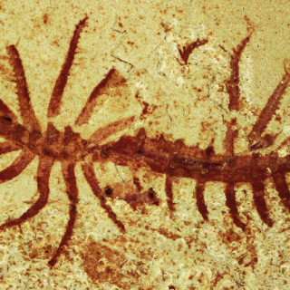 Site fossilifère de Chengjiang