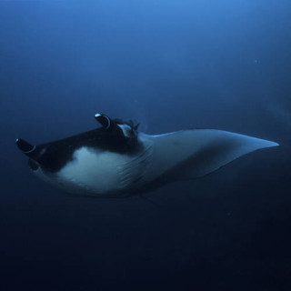 Sanctuaire de faune et de flore de Malpelo
