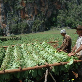 Vallée de Viñales
