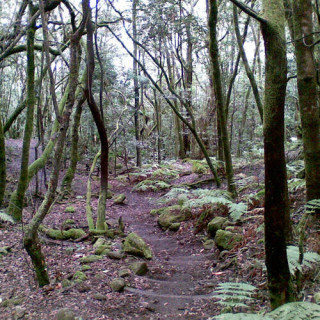 Parc national de Garajonay