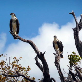 Parc national des Everglades