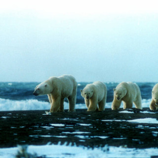 Système naturel de la Réserve de l'île Wrangel