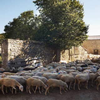 Les Causses et les Cévennes, paysage culturel de l&rsquo;agro-pastoralisme méditerranéen