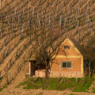 La région viticole de Tokaj