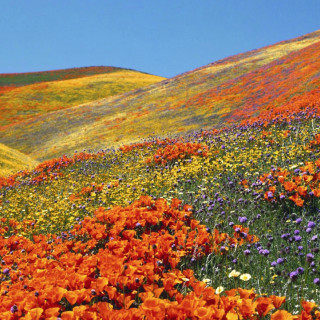 Parcs nationaux de Nanda Devi et de la Vallée des fleurs