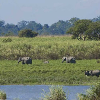 Parc national de Kaziranga