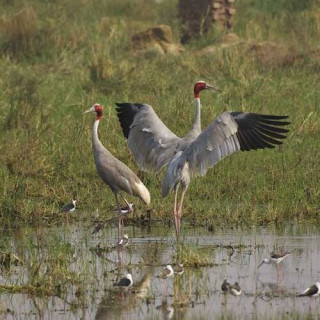 Parc national de Keoladeo