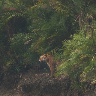 Parc national des Sundarbans