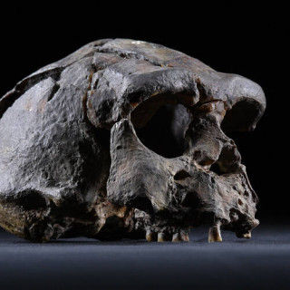 Site des premiers hommes de Sangiran