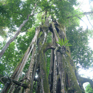 Parc national de Ujung Kulon