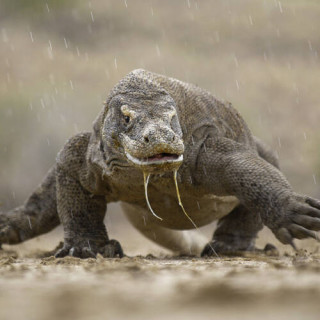 Parc national de Komodo