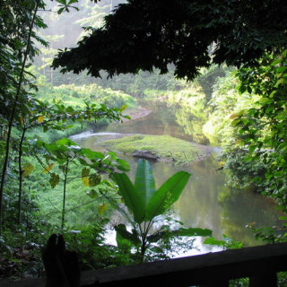 Patrimoine des forêts tropicales ombrophiles de Sumatra