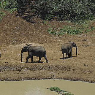Parc national/Forêt naturelle du mont Kenya