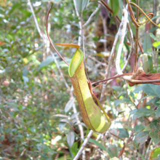 Parc du Kinabalu