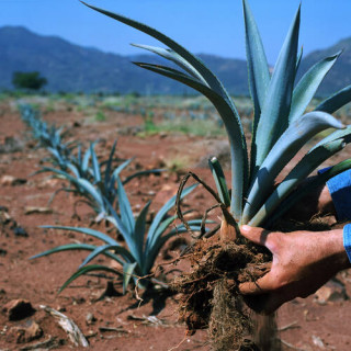 Paysage d&rsquo;agaves et anciennes installations industrielles de Tequila
