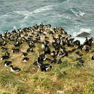 Îles sub-antarctiques de Nouvelle-Zélande
