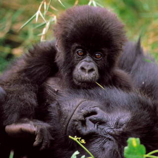 Parc national des Virunga
