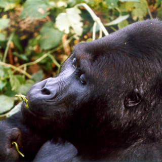 Parc national de Kahuzi-Biega