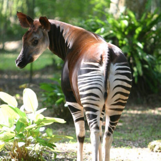 Réserve de faune à okapis