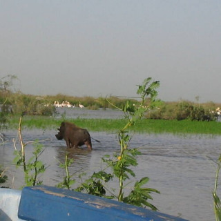 Le parc national des oiseaux du Djoudj