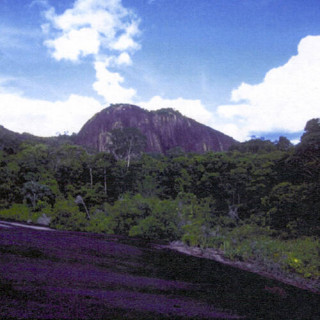 Réserve naturelle du Suriname central