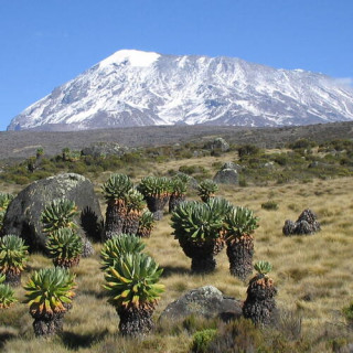 Parc national du Kilimandjaro