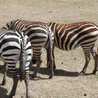 Zone de conservation de Ngorongoro