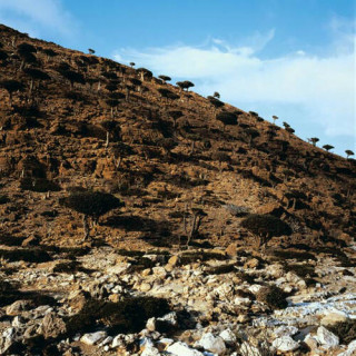 Archipel de Socotra