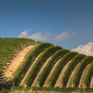 Paysage viticole du Piémont : Langhe-Roero et Monferrato