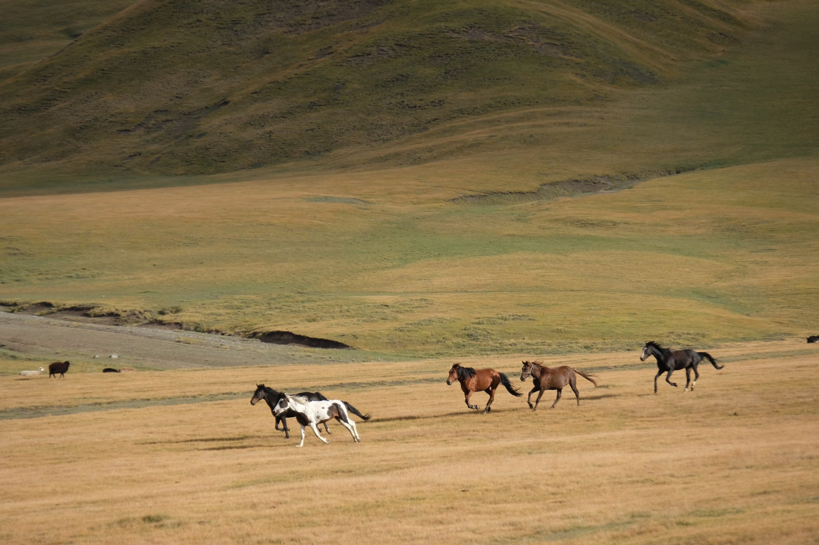 Chevaux du Kirghizistan