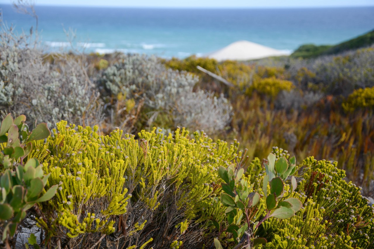 Fynbos côtiers
