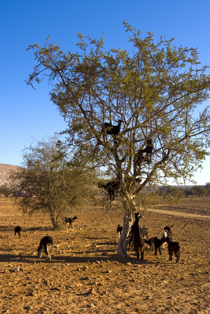 L'Arganier, à l'origine de l'huile d'Argan