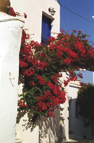 Lefkes - ruelle fleurie