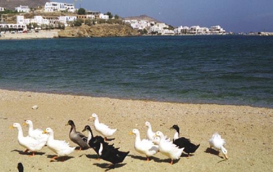 Logaras – les canards