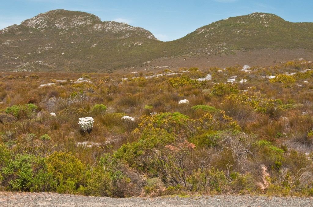 Paysage de fynbos à Cape Point